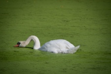 White Swan, Big Bird