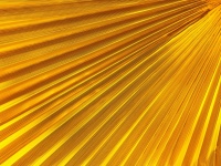 Yellow Palm Leaf Texture