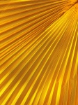 Yellow Palm Leaf Texture