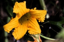 Yellow Pumpkin Flower