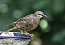 Young Starling