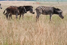 Young Zebra With Adults In Grass