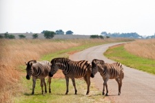 Zebra At A Roadside
