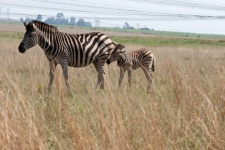 Zebra Foal With Mother