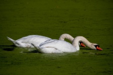 Swan, Big Bird