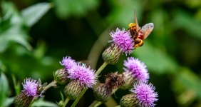 Hoverfly, Insect, Thistle