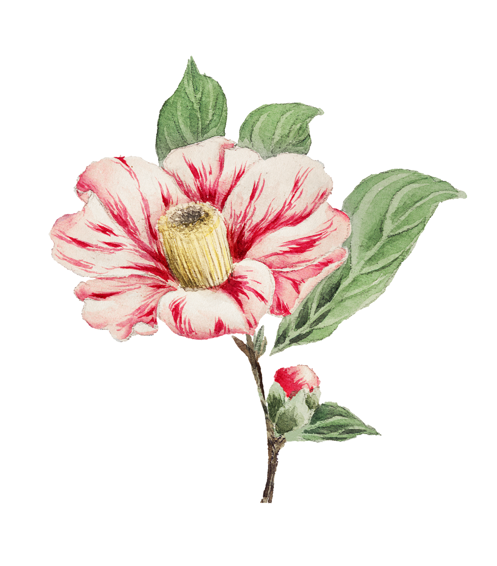 Watercolor Flower Vintage Clipart