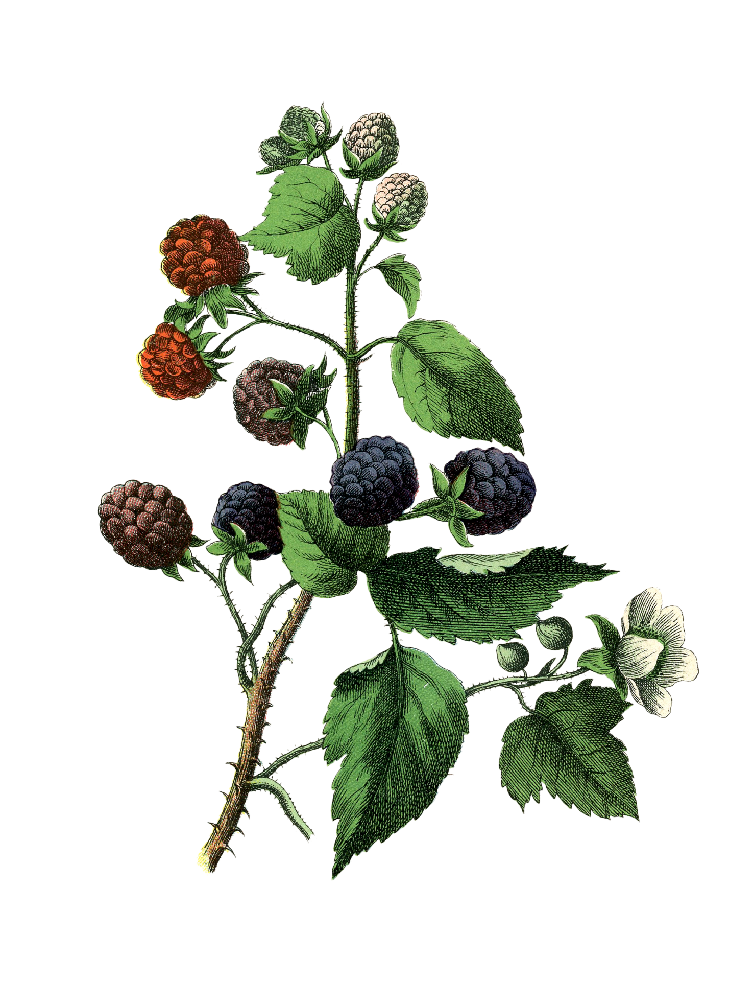 Blackberries Fruit Vintage Art