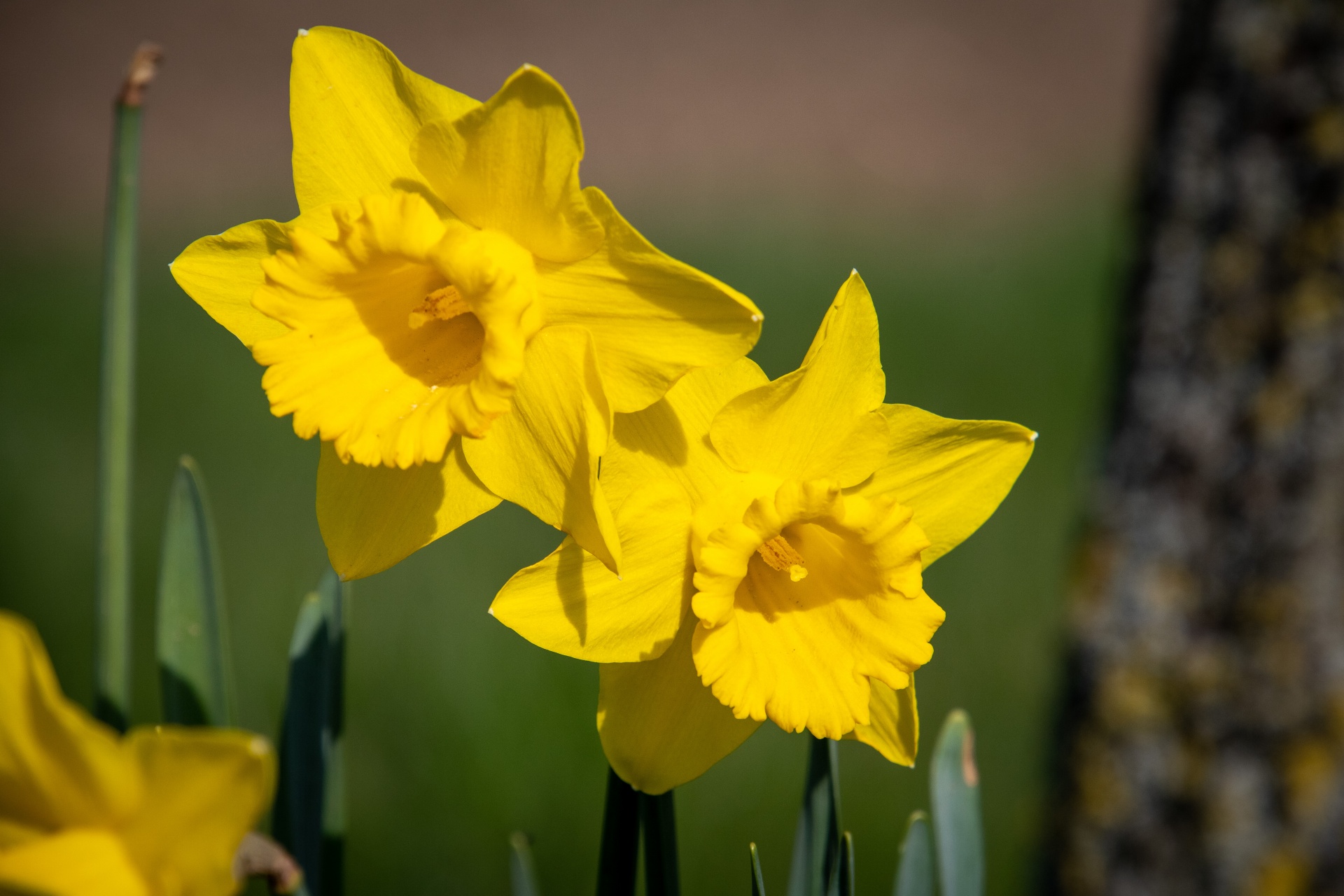Yellow Flower, Narcissus Free Stock Photo - Public Domain Pictures