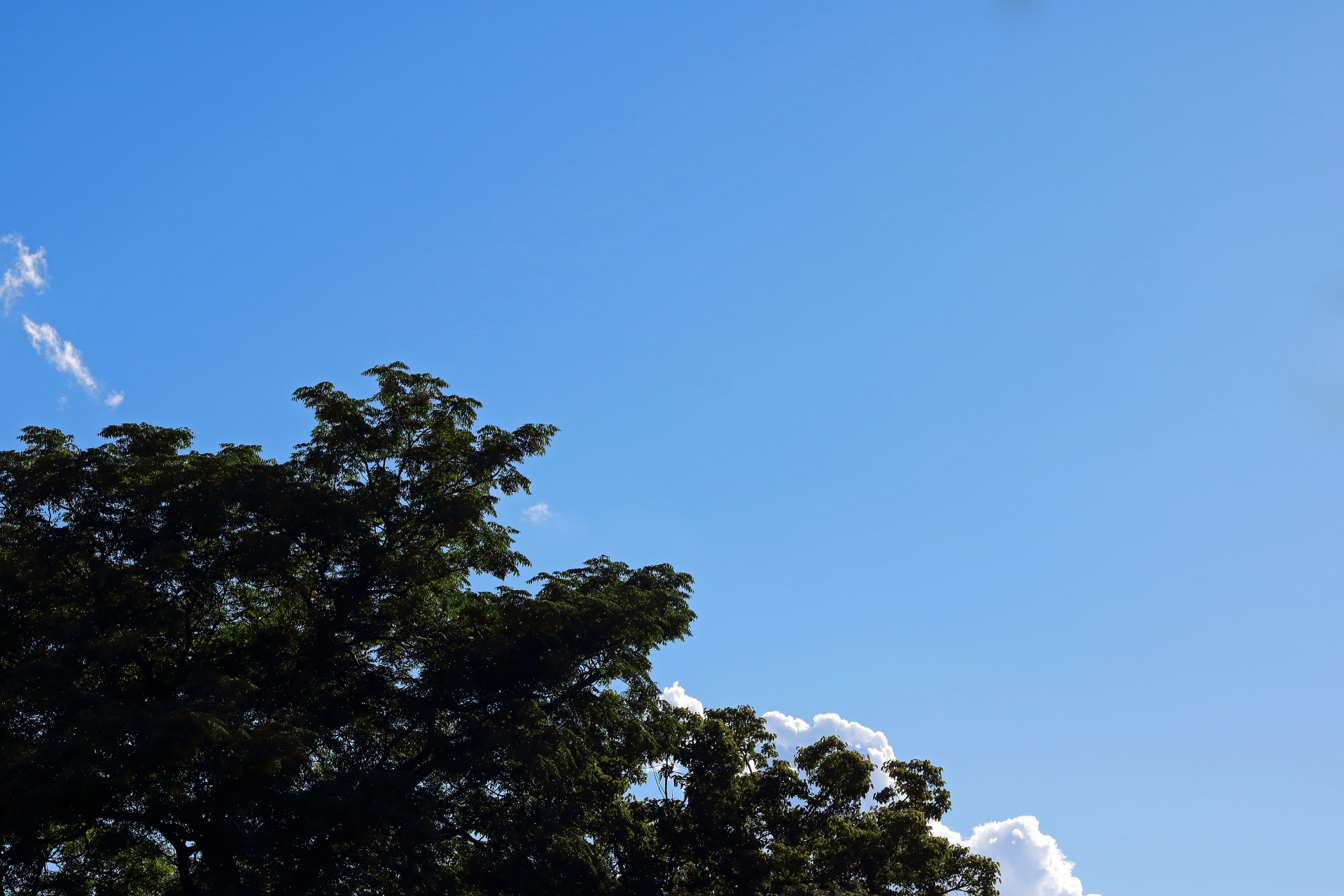 Cape Ash Tree Branches In Blue Sky