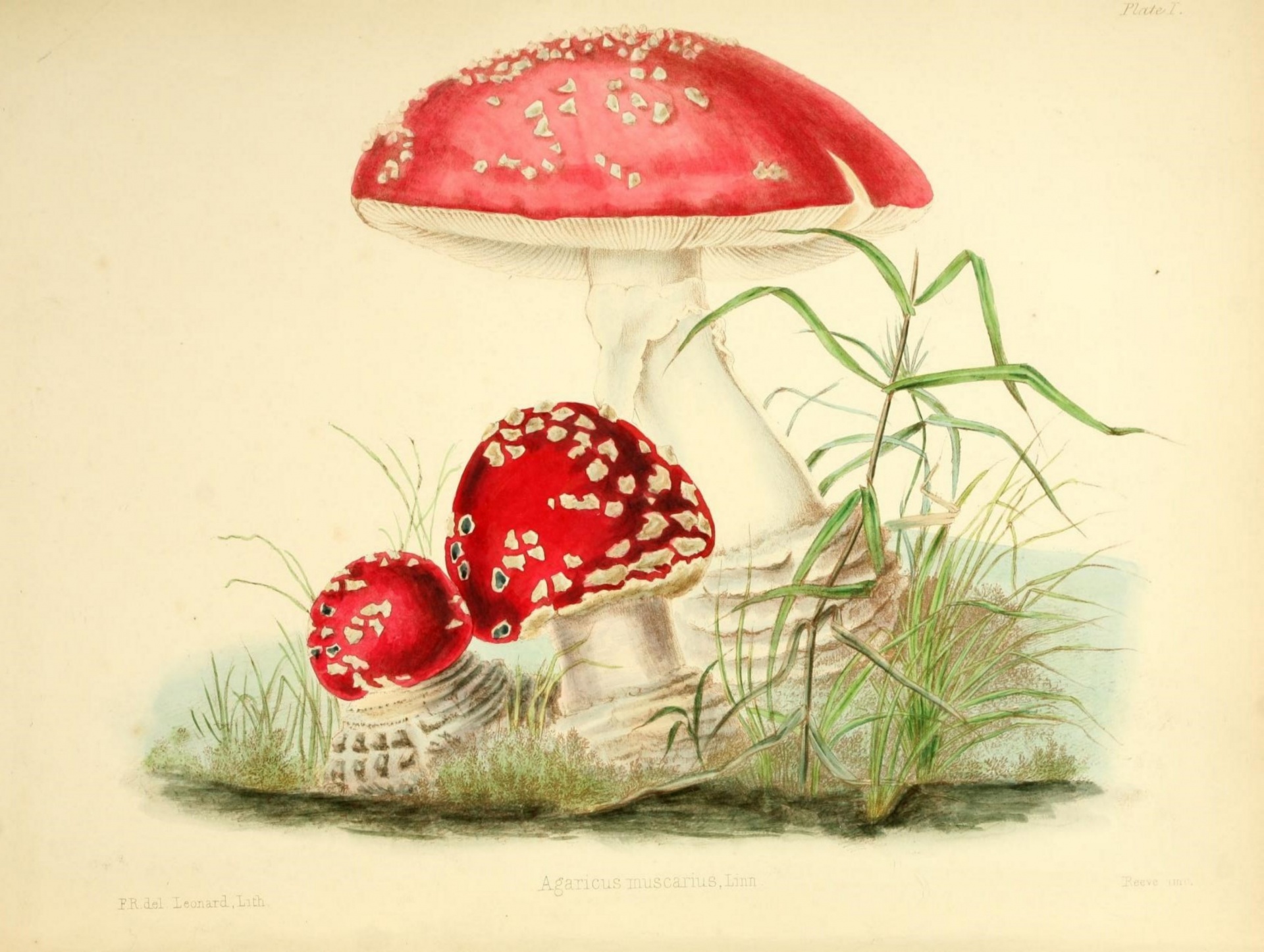 Vintage art champions mushrooms illustration old antique hand painted drawing painting public domain image restored