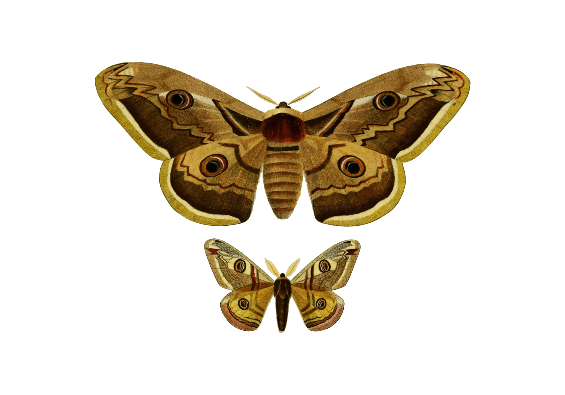 Emperor Moth Vintage Art