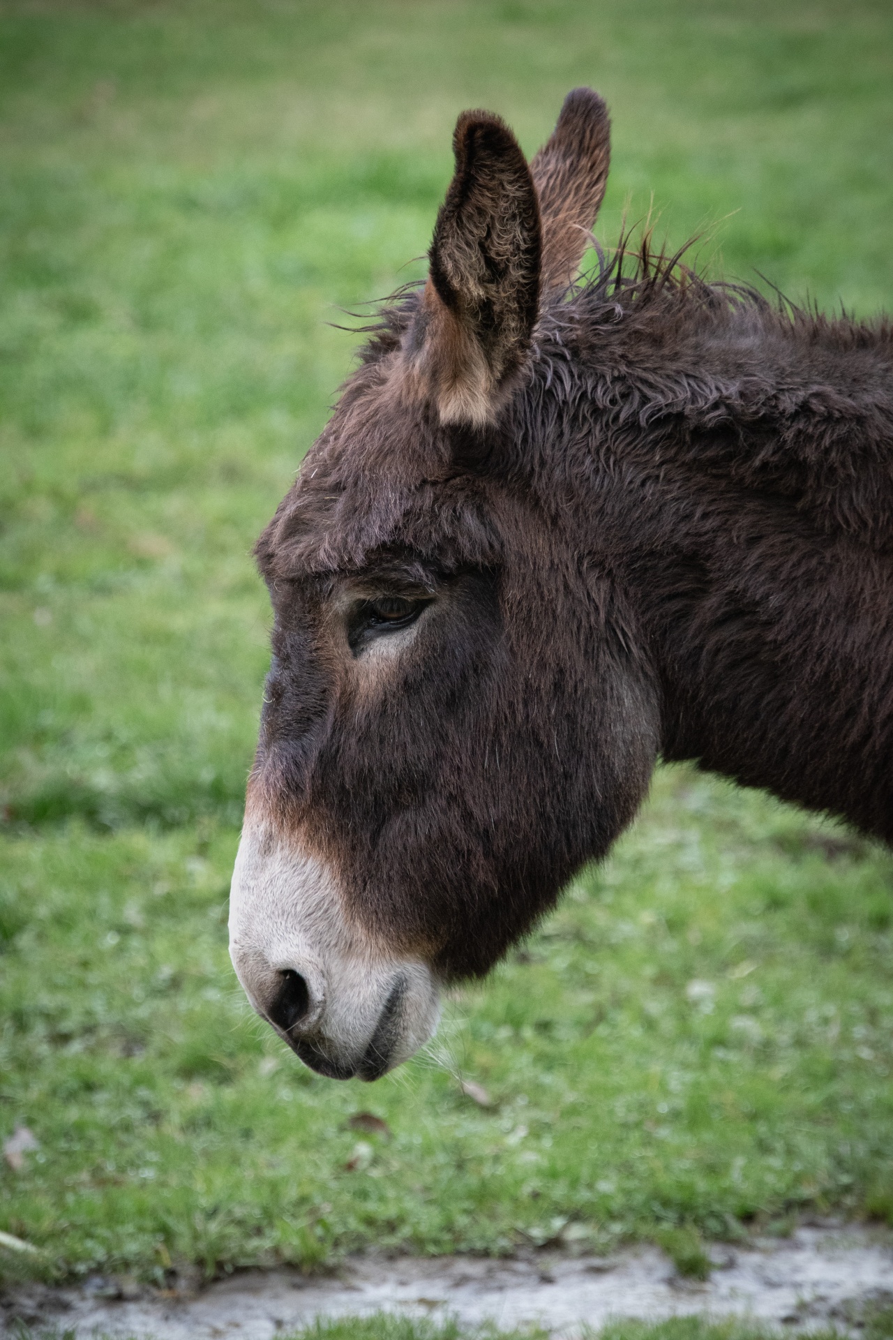 Donkey, Farm Animal