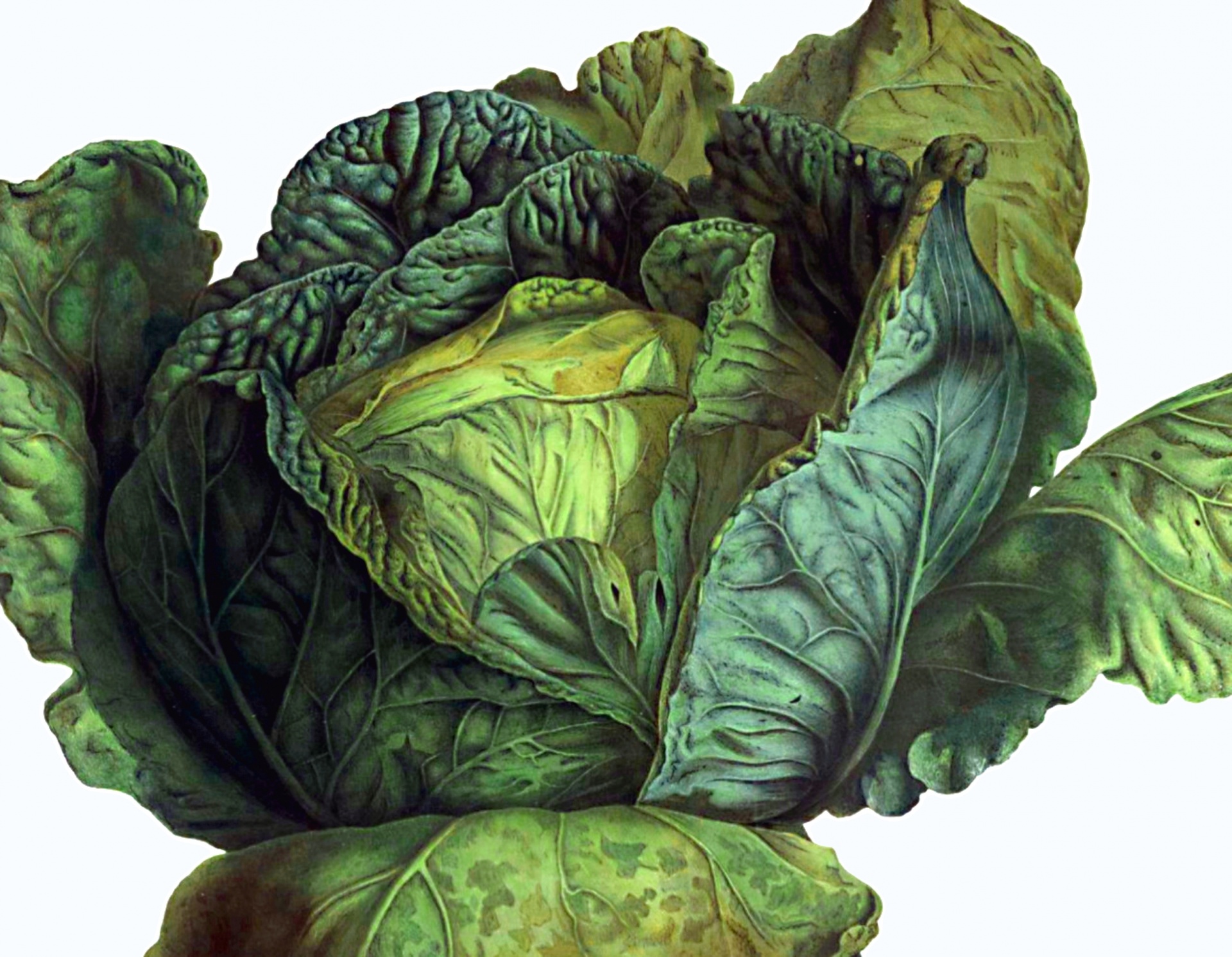Vegetable Salad Cabbage Illustration