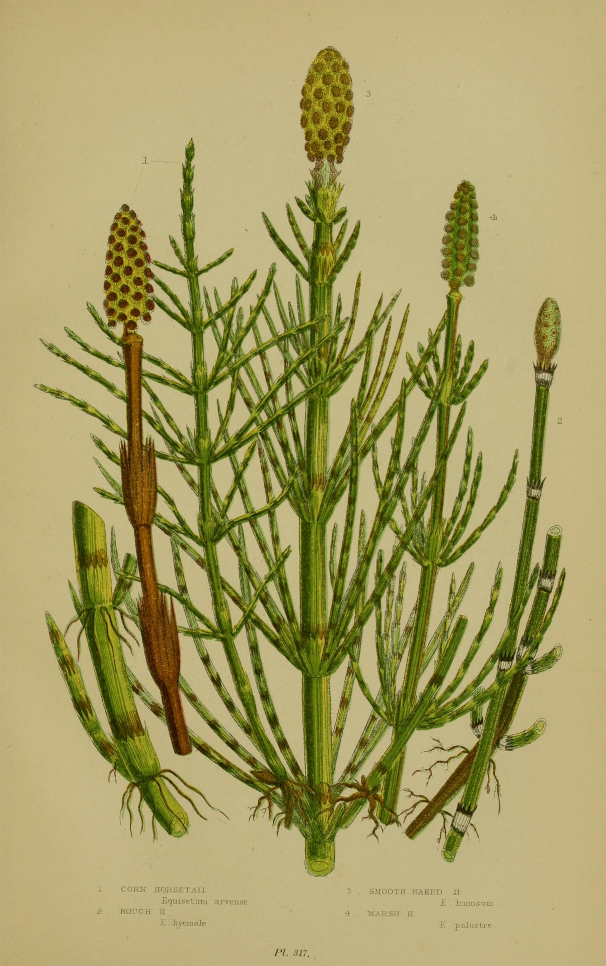 Vintage art illustration of horsetail, wild grass on original background with plant details