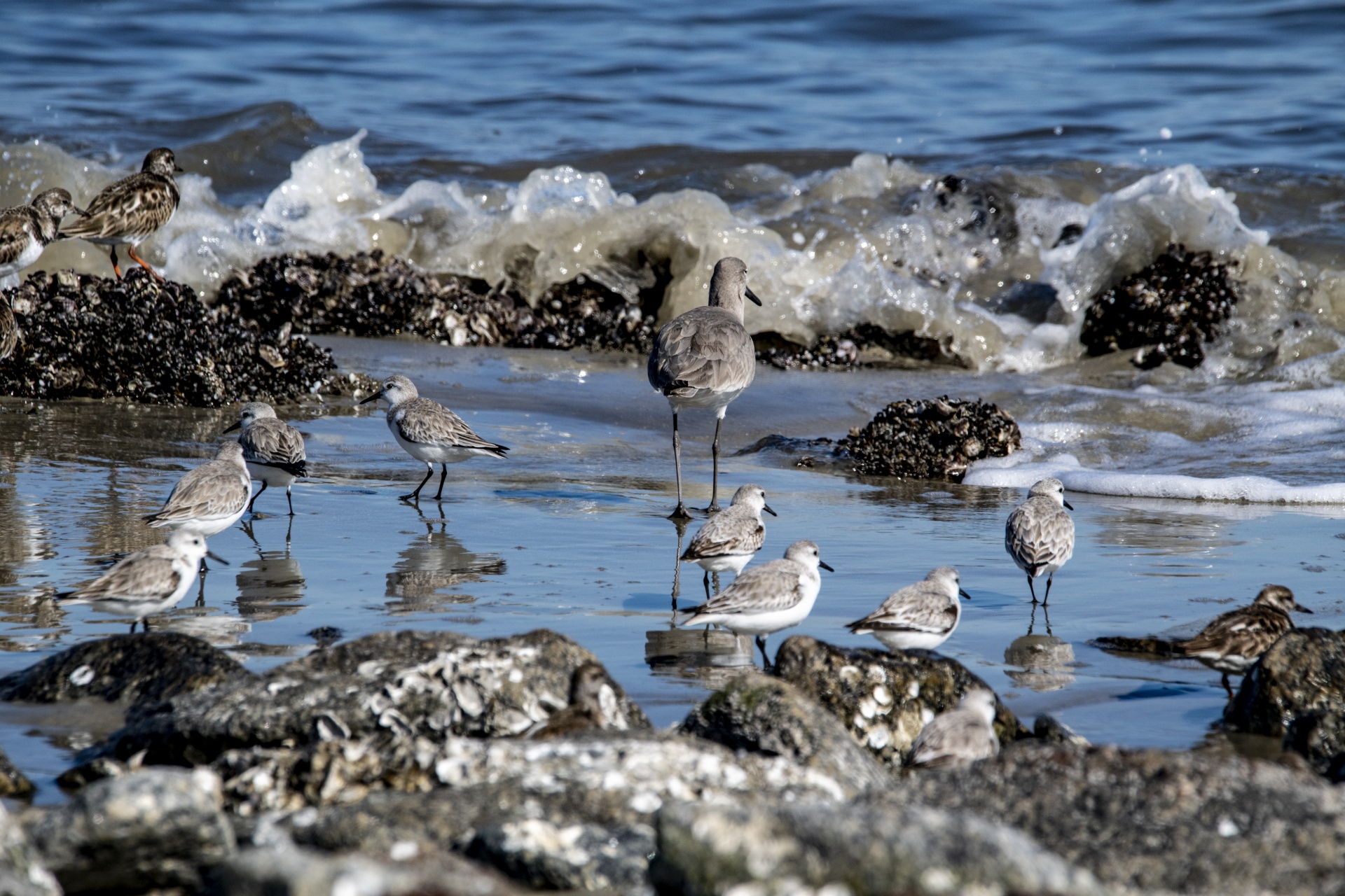 assorted marine birds in low tide