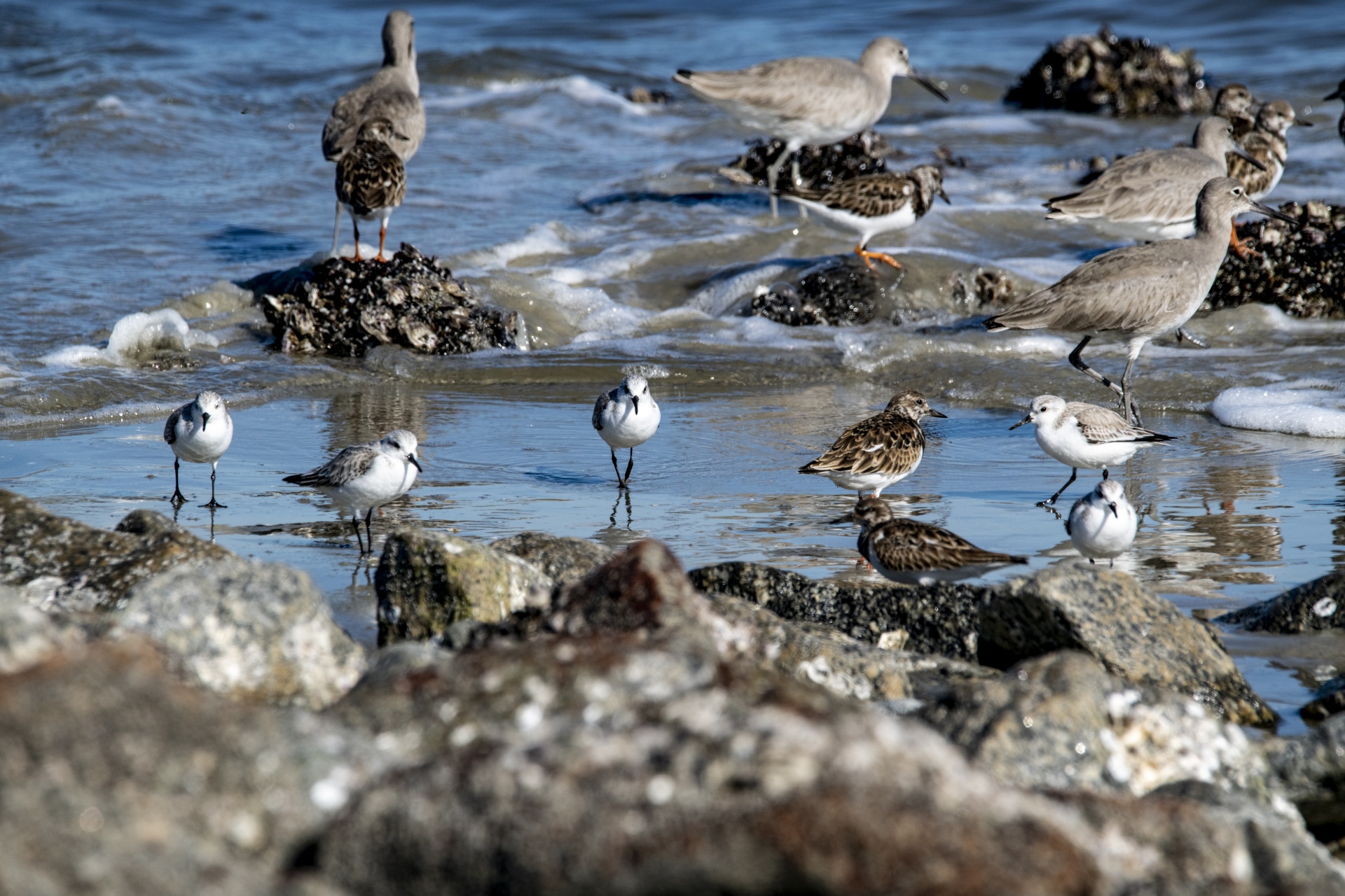 assorted marine birds pecking in the sand during low tide