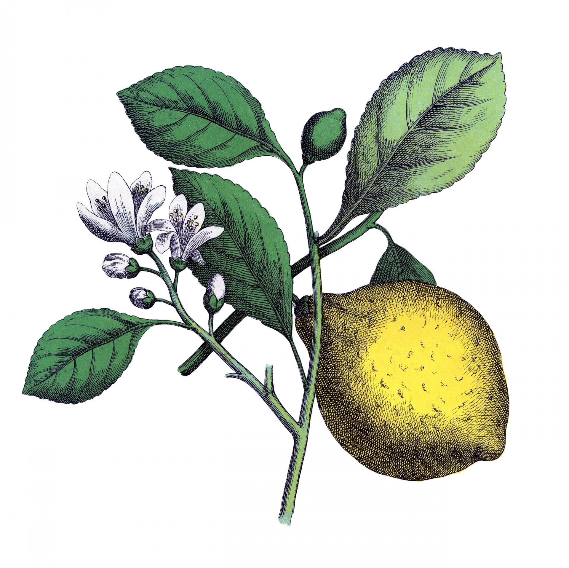 Vintage botanical art illustration of lemons, fruit of the lemon tree clipart on white background with leaves and blossom flowers