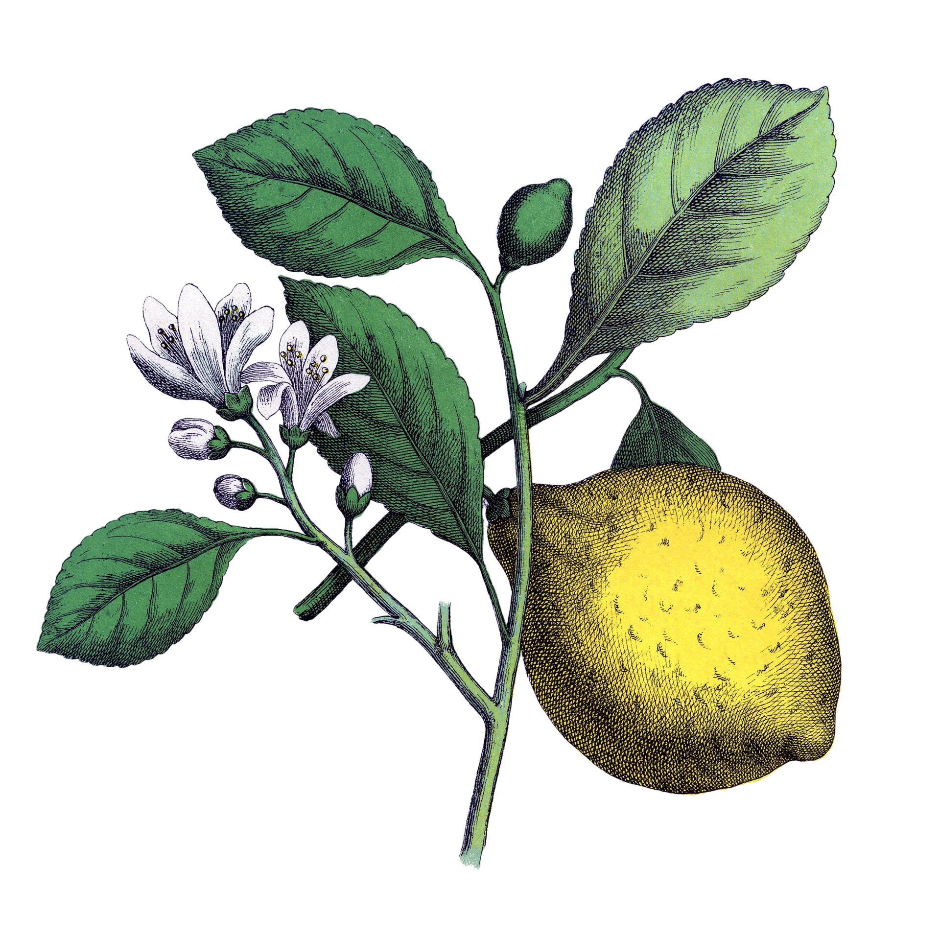 Vintage botanical art illustration of lemons, fruit of the lemon tree clipart cut out on transparent png background with leaves and blossom flowers