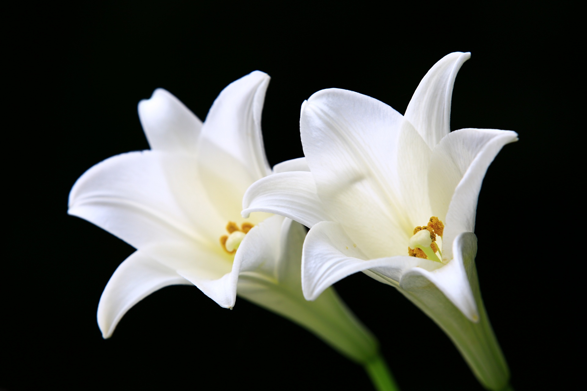 Longflower Lily, Easter Lily