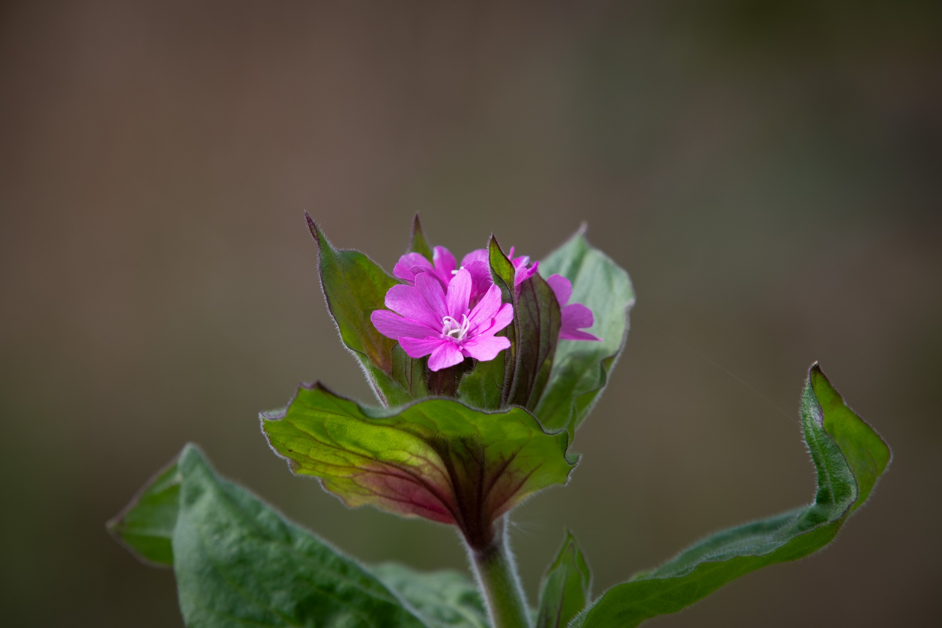 Purple Flower, Silene Dioica