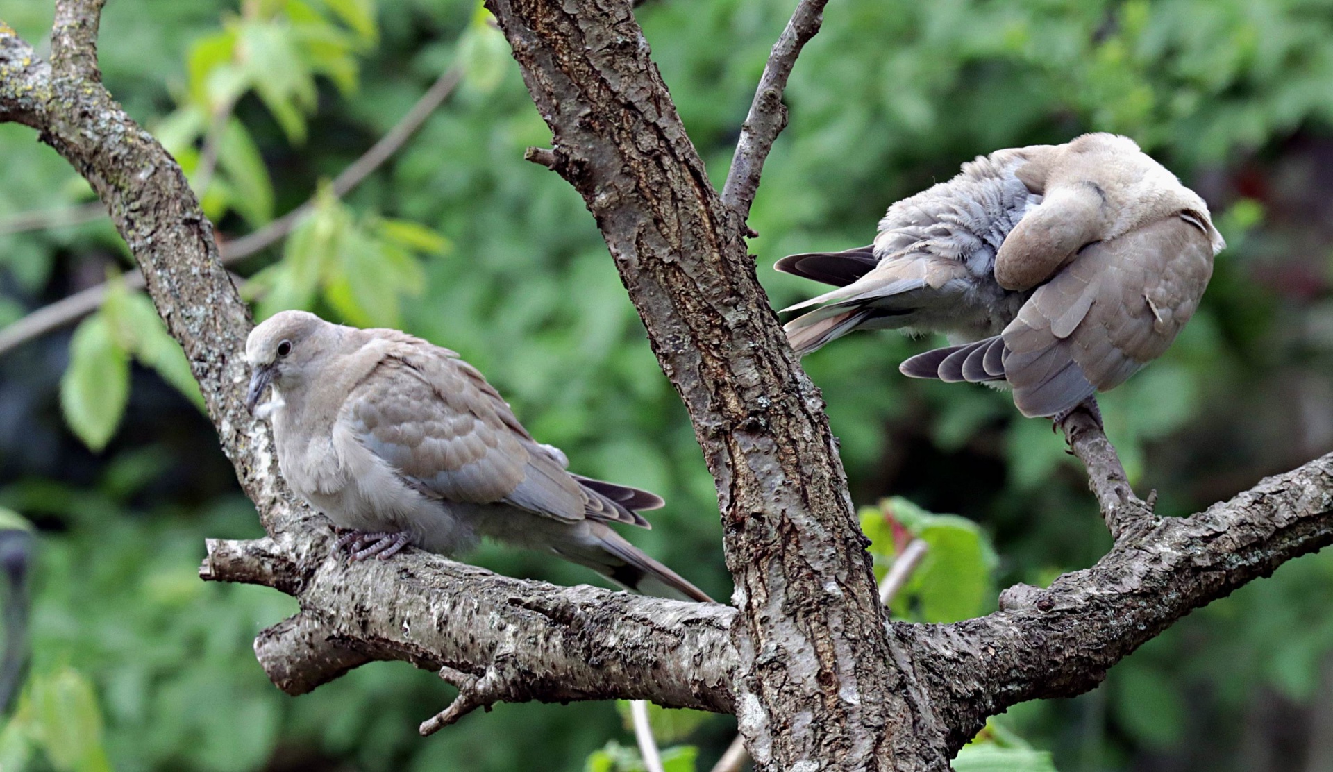 Pair Of Collared Doves