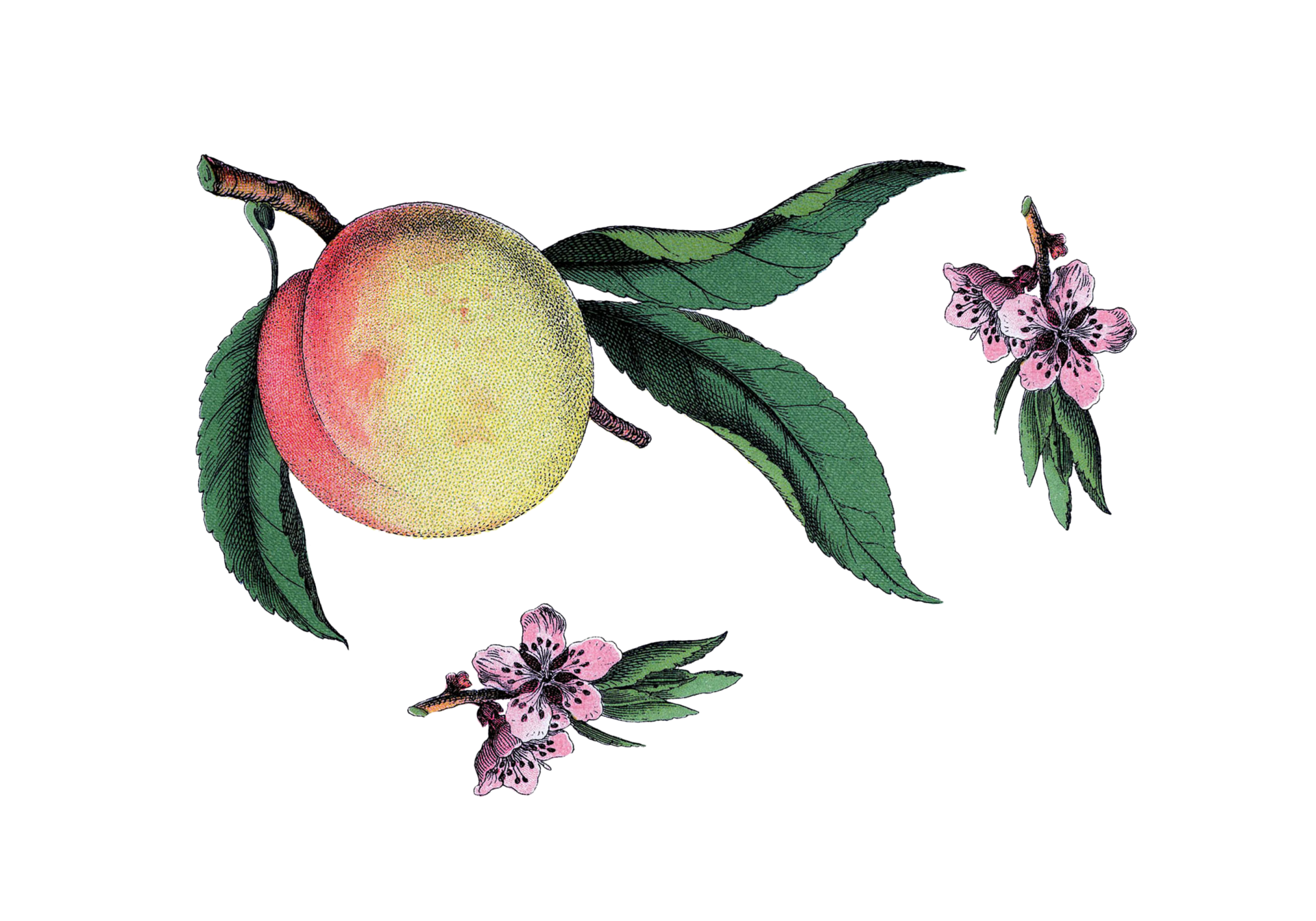 Peach Fruit Vintage Art