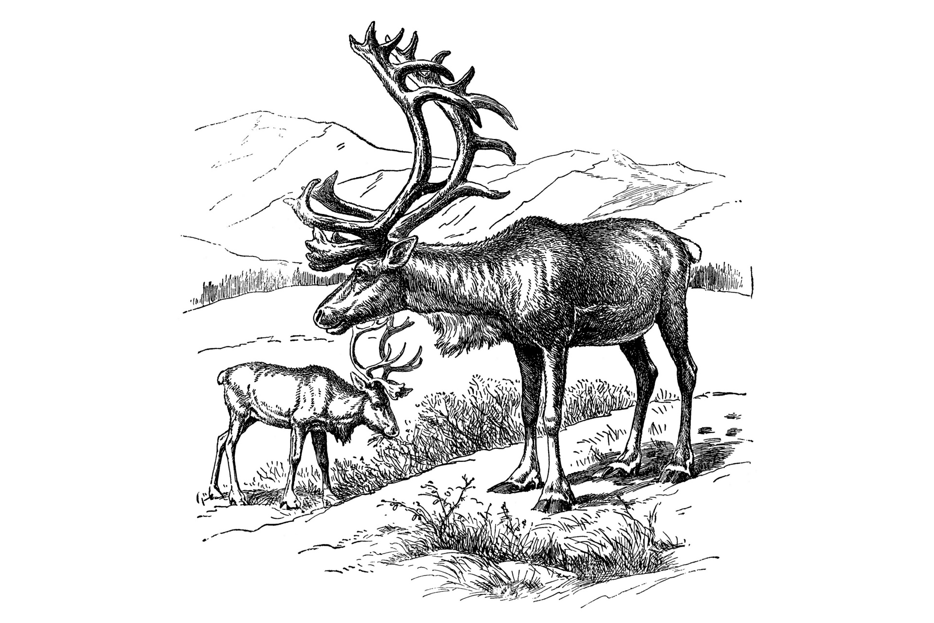 Reindeer Vintage Art Clipart