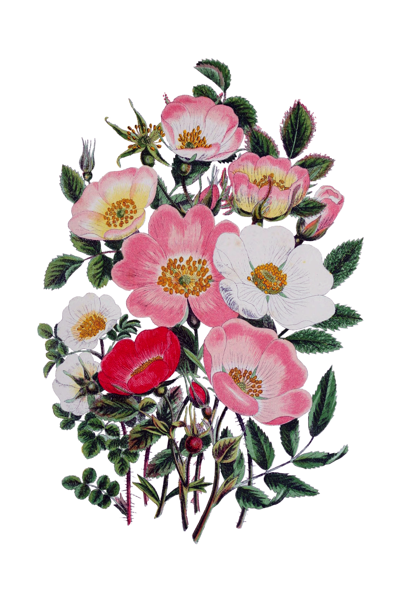 Roses Wild Vintage Art