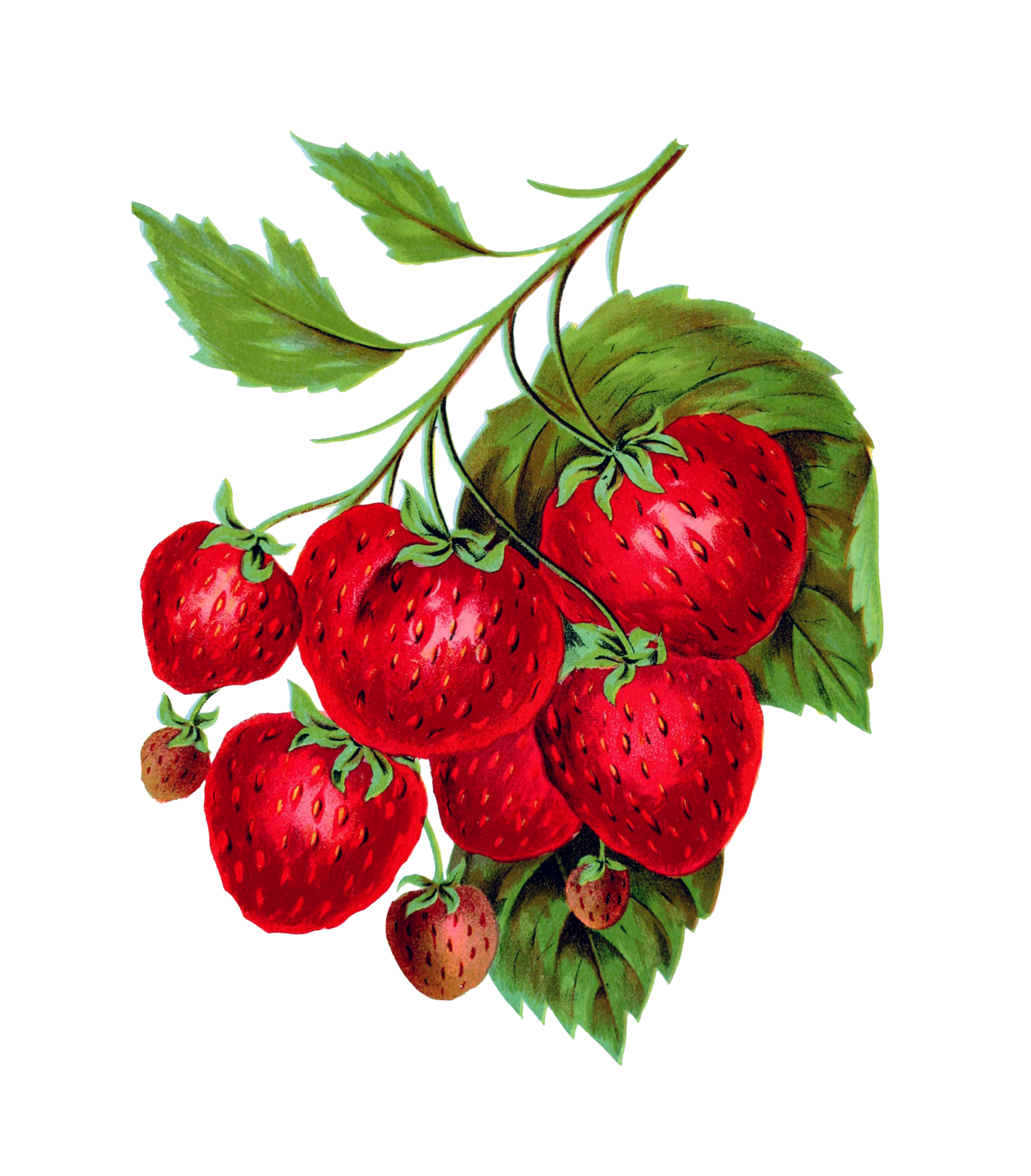 Vintage botanical illustration of ripe red strawberries fruit, with leaves clipart cut out on transparent png background