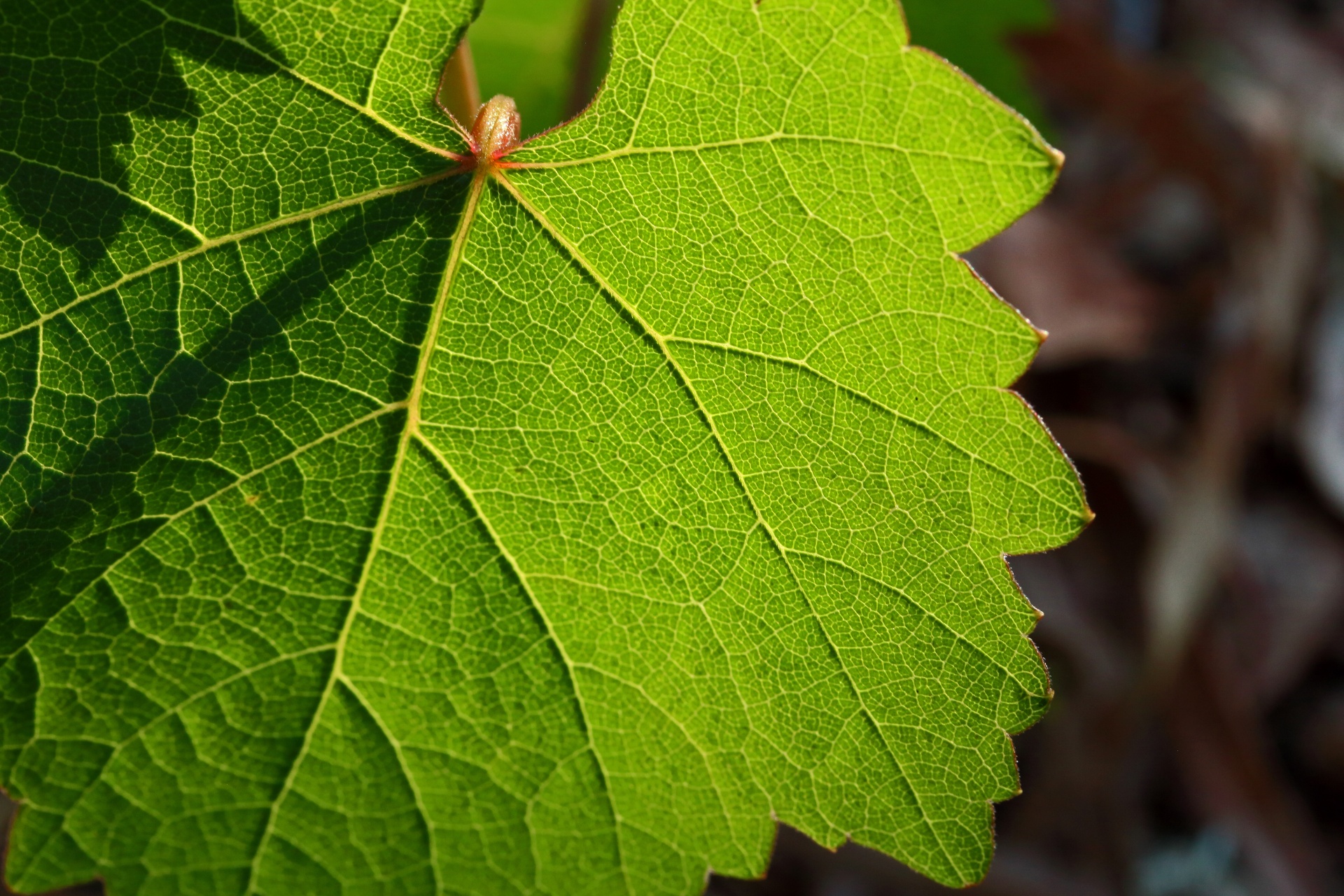 Sunlight On Green Grape Leaf