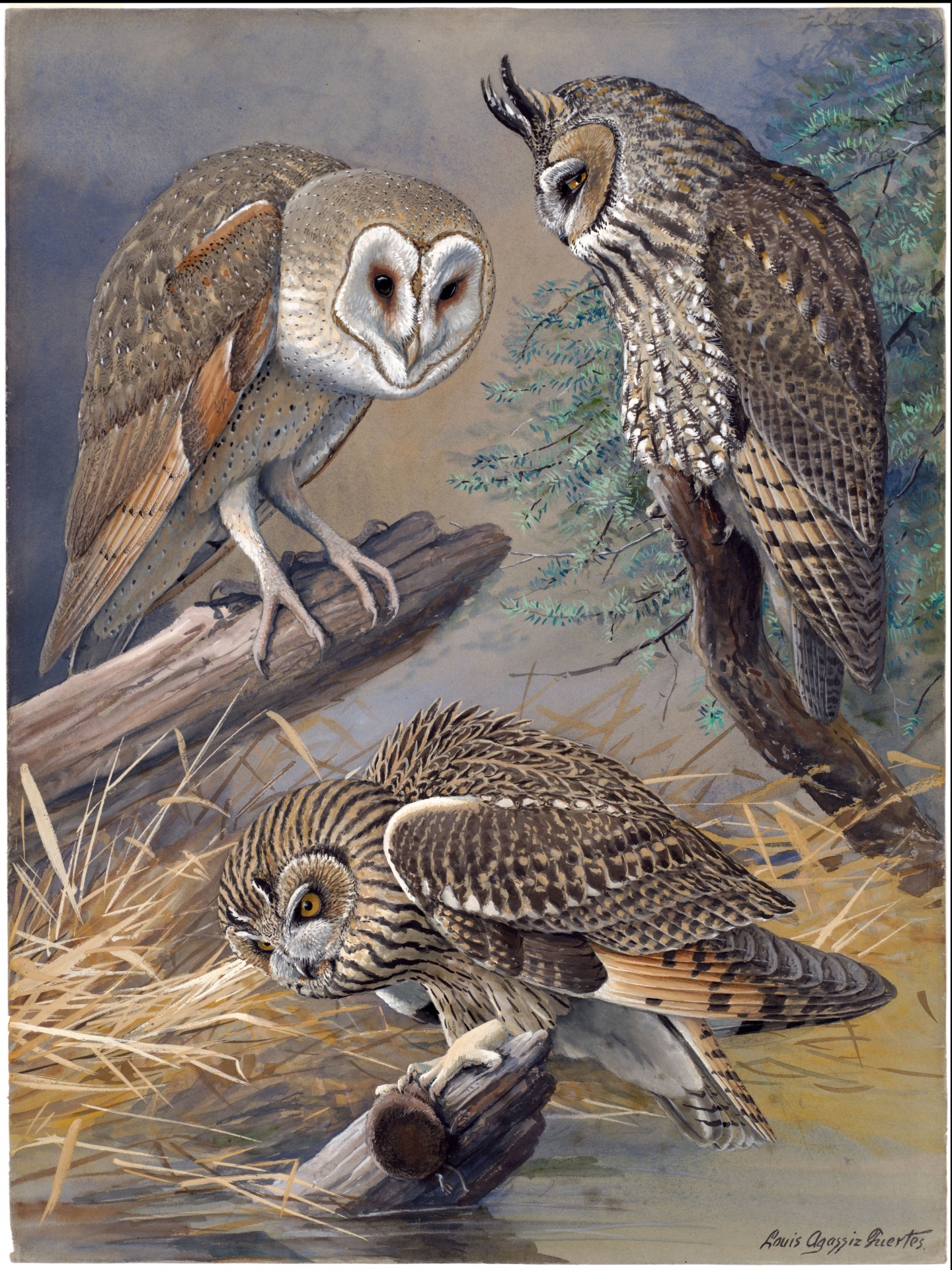 Vintage Owls Art Painting