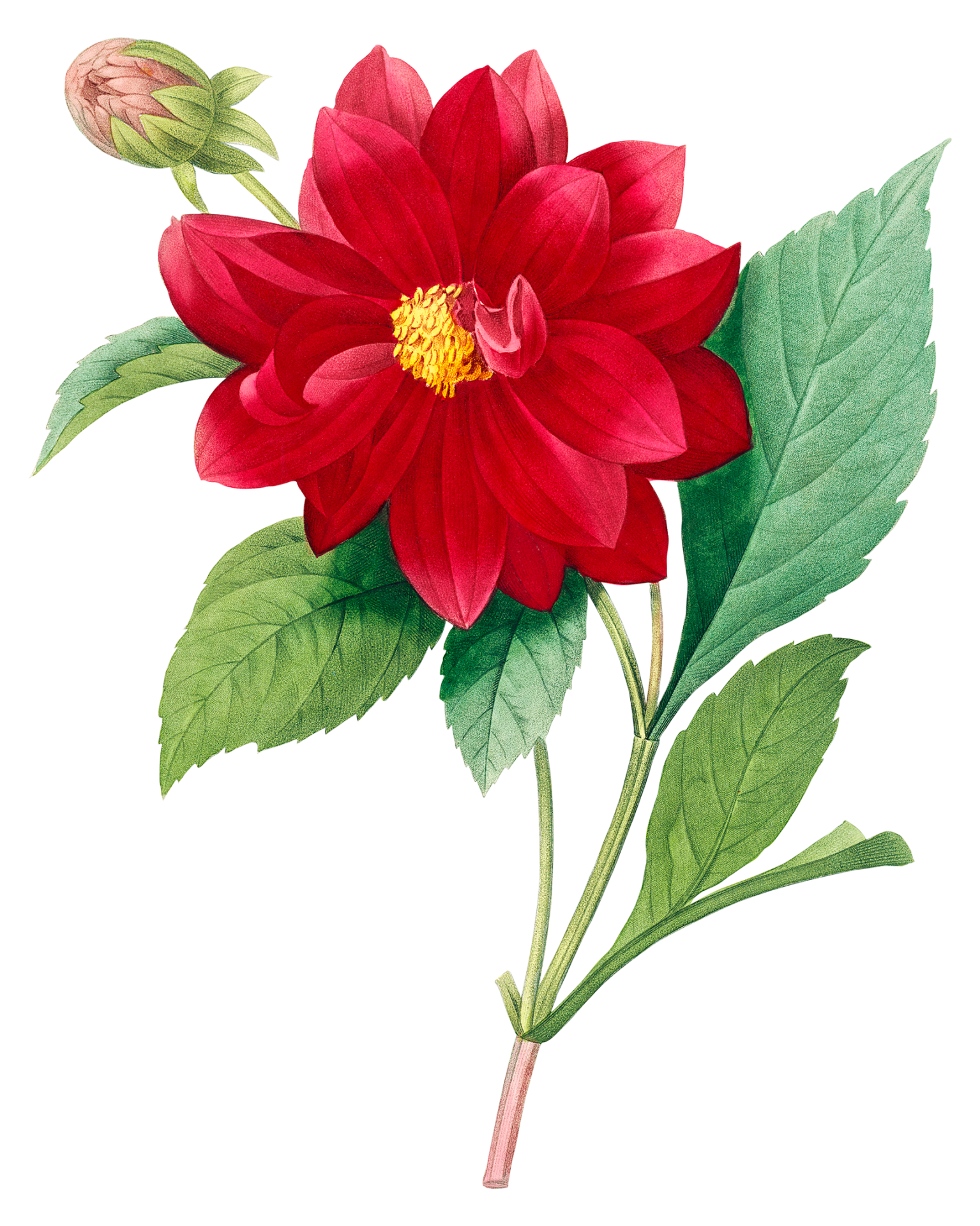 Large Red Dahlia drawing on transparent background
