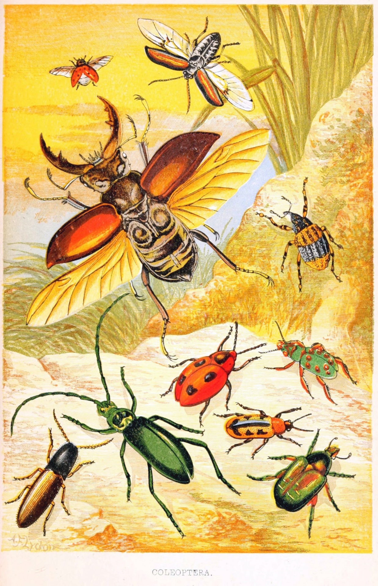 Vintage Bugs Insects Illustration
