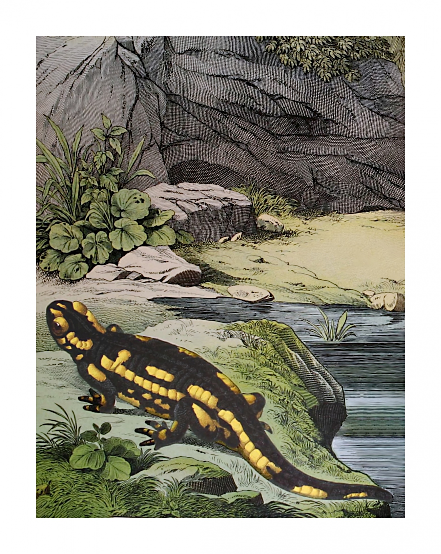 Vintage Art Fire Salamander