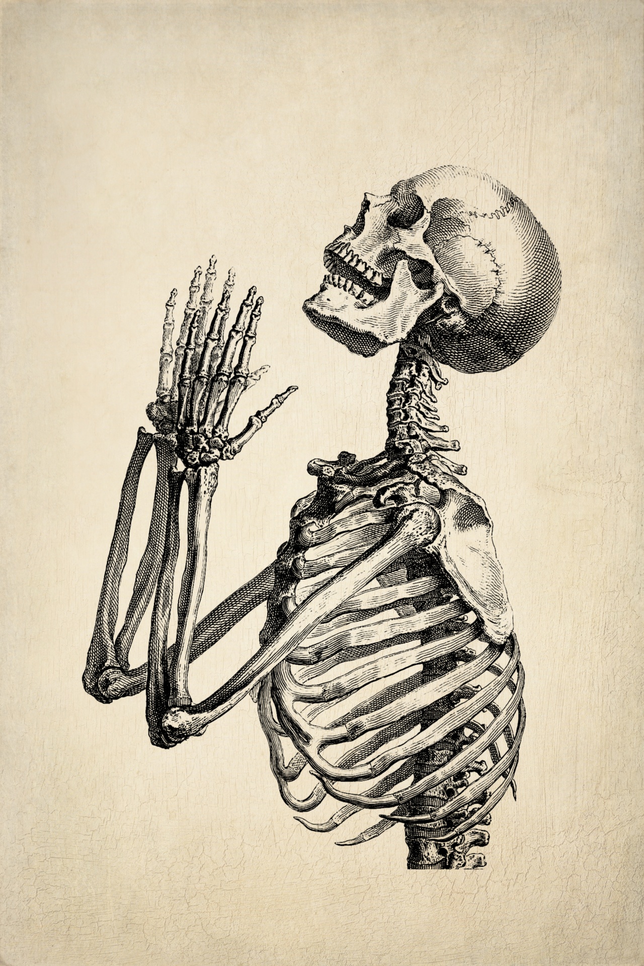 Vintage Art Skull Skeleton