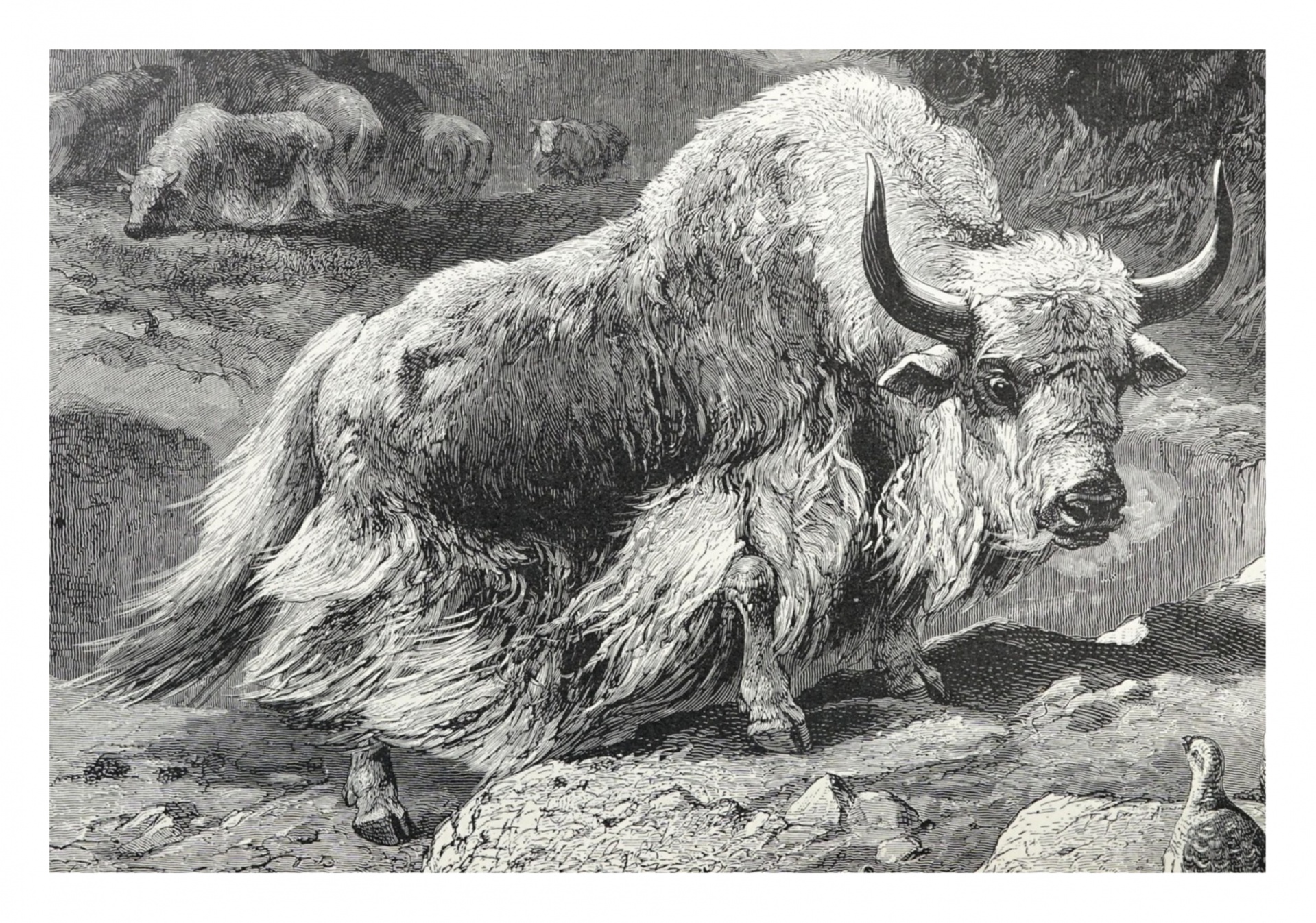 Vintage Art Yak Cattle Mammal Illustration Old Antique Hand Painted Drawing Painting Public Domain Image Restored