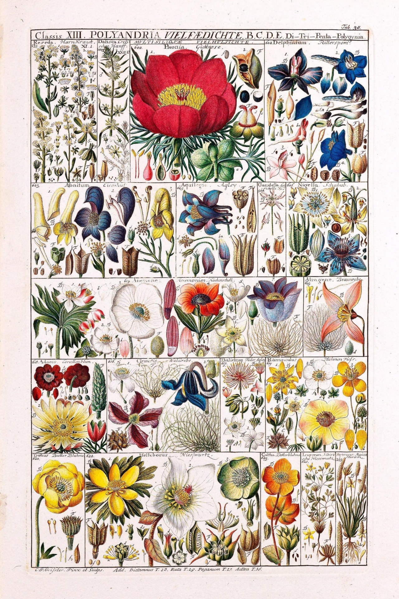 Vintage Poster Wildflowers Botanical