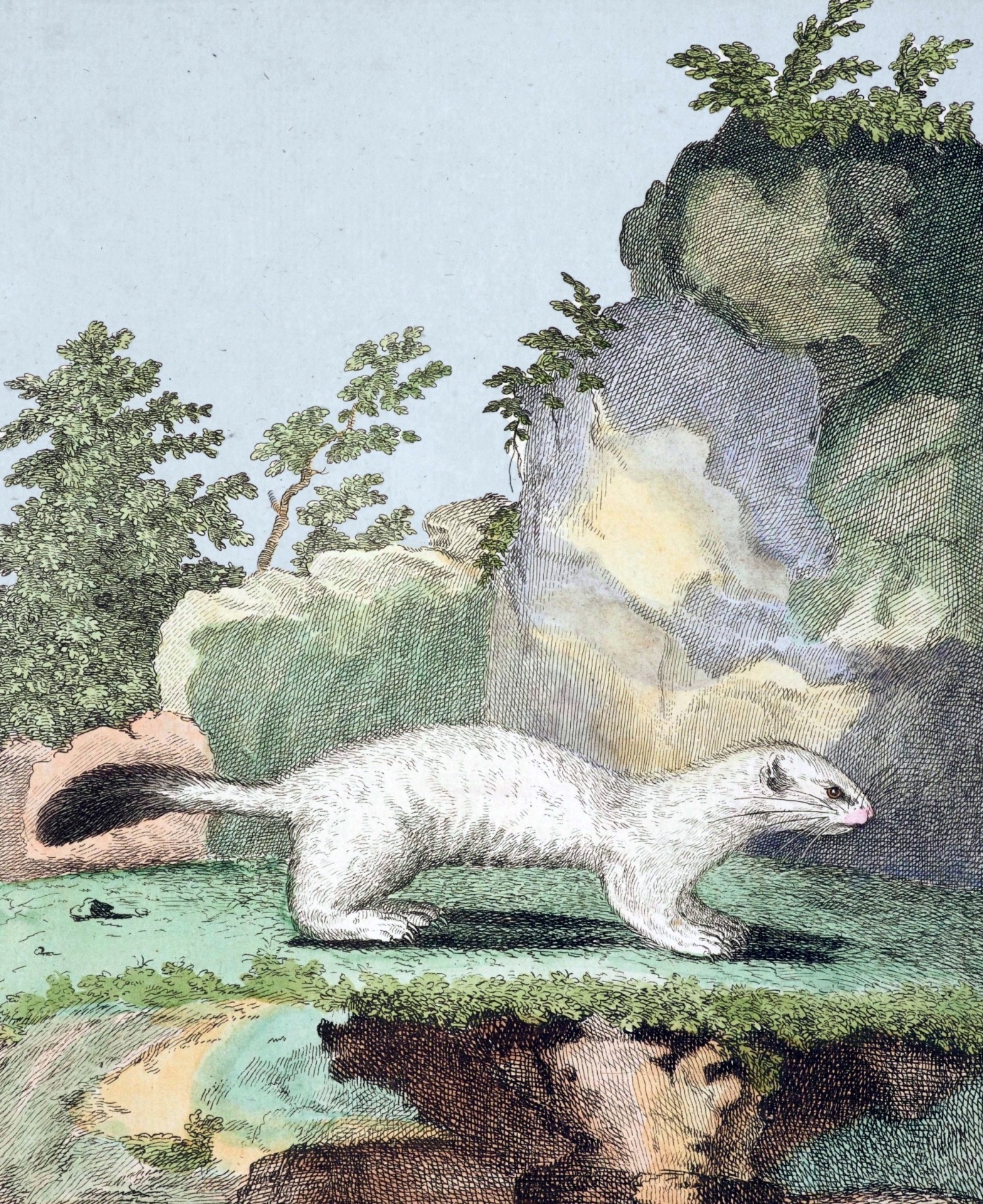 Vintage weasel marten ermine colorful old illustration painting vintage hand painted drawing public domain