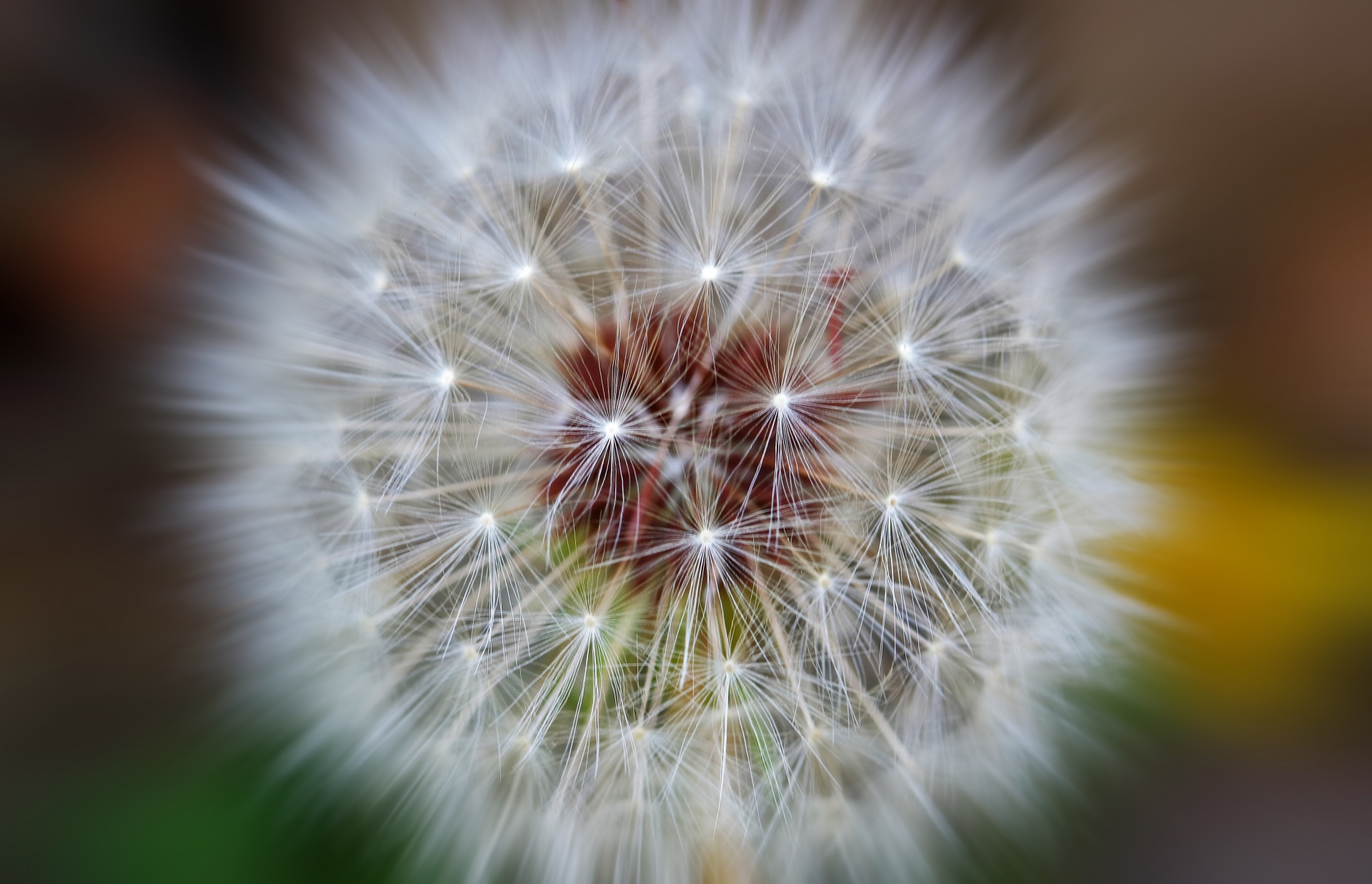 focus area added to zoom burst effect on a dandelion seed head