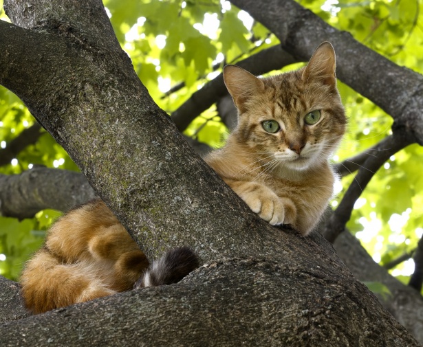 Cat In Tree Free Stock Photo - Public Domain Pictures