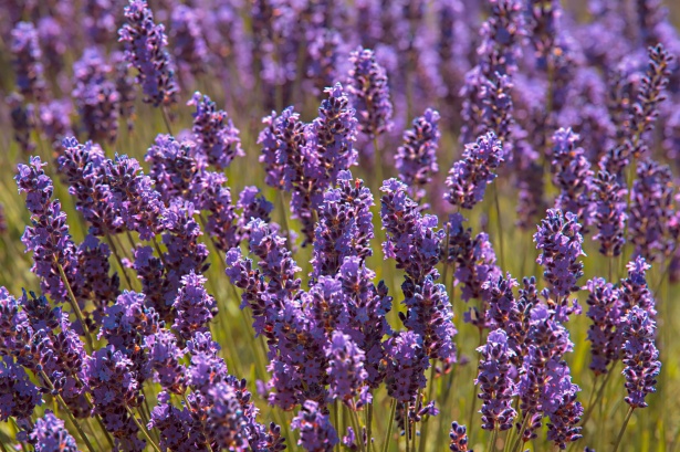 Flores de lavanda flores flores silvestr Stock de Foto gratis - Public  Domain Pictures