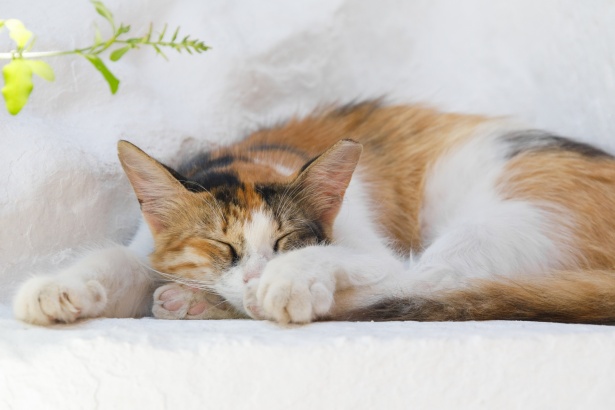 Alvó macska Szabad kép - Public Domain Pictures