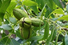 A Cluster Of Pecan Nuts On A Tree