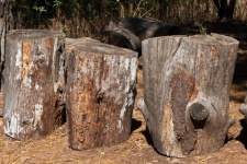 A Row Of Thick Old Cut Tree Stumps