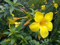 Almanda Flower