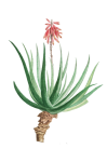 Aloe Plant In Bloom Vintage