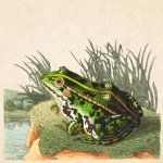 Old Vintage Frog Art