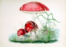 Old Vintage Mushrooms Art