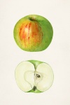Apples Fruit Vintage Art
